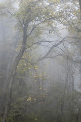 Colourful autumn forest with fog.