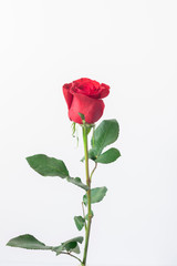 Single red rose, isolated on a white background 