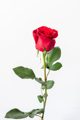 Beautiful red rose isolated on white background 