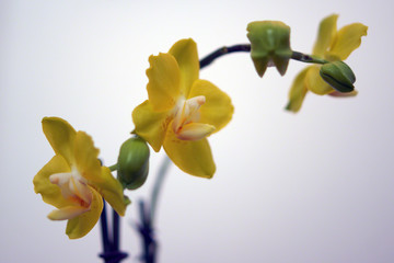 Orchard Yellow