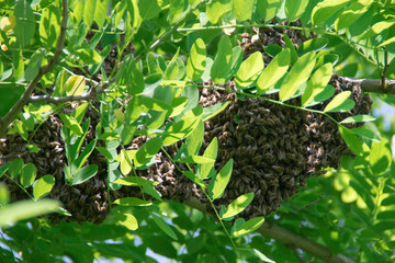 Formation of a new colony (family) bees on a branch of a Black locust tree. Swarm of honey bees.