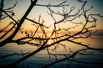 Fototapeta na wymiar tree at sunset on the beach