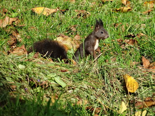 Eichhörnchen