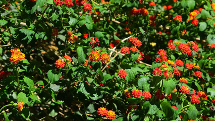 Naklejka premium Lantana camara flowers