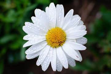 Obraz premium close up of a white flower