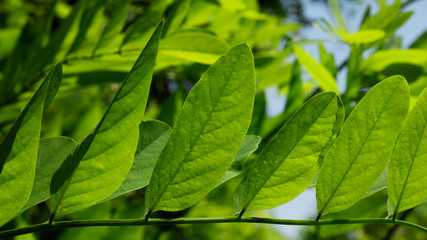  Black locust tree. Acacia leaves in summer sunshine. 