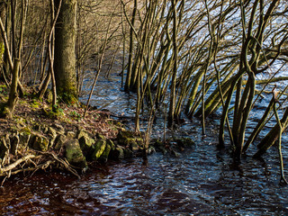 Trees growing in water at lake shore waterline