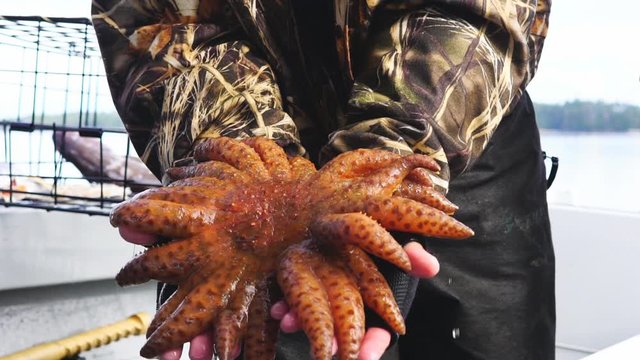 Sunflower starfish (Pychopodia helianthoides) caught in an Alaskan crabtrap, this one has 20 plus arms