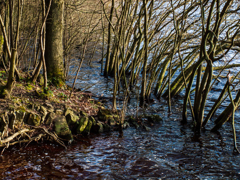 Trees Growing In Water At Lake Shore Waterline