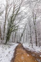 Fototapeta premium Muddy pathway in snowy forest