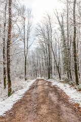 Muddy pathway in snowy forest