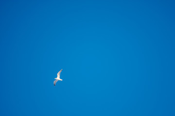 White seagulls on a background of blue sky. Birds on the coast. A clear, cloudless sky. Graceful flight and soaring above. The pleasure of the air and the joy of being. Day, cold, sunny.