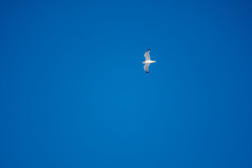 White seagulls on a background of blue sky. Birds on the coast. A clear, cloudless sky. Graceful flight and soaring above. The pleasure of the air and the joy of being. Day, cold, sunny.