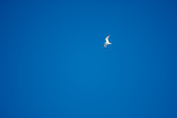 White seagulls on a background of blue sky. Birds on the coast. A clear, cloudless sky. Graceful flight and soaring above. The pleasure of the air and the joy of being. Day, cold, sunny.