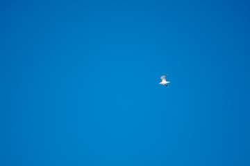 White seagulls on a background of blue sky. Birds on the coast. A clear, cloudless sky. Graceful flight and soaring above. The pleasure of the air and the joy of being. Day, cold, sunny.