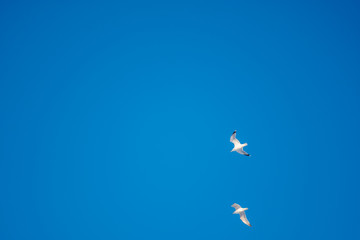 White seagulls on a background of blue sky. Birds on the coast. A clear, cloudless sky. Graceful flight and soaring above. The pleasure of the air and the joy of being. Day, cold, sunny.