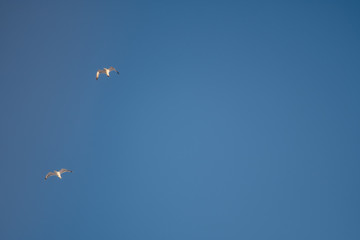 White seagulls on a background of blue sky. Birds on the coast. A clear, cloudless sky. Graceful flight and soaring above. The pleasure of the air and the joy of being. Day, cold, sunny.