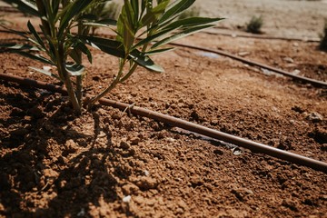  gardeners plant hydro sowing