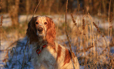 Dog breed Russian hunting spaniel in a forest in winter among plants