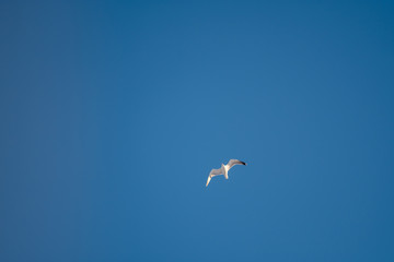 White seagulls on a background of blue sky. Birds on the coast. A clear, cloudless sky. Graceful flight and soaring above. The pleasure of the air and the joy of being. Day, cold, sunny.
