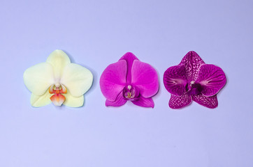 closeup white, yellow, violet, spotted phalaenopsis orchid flowers on blue background, isolated