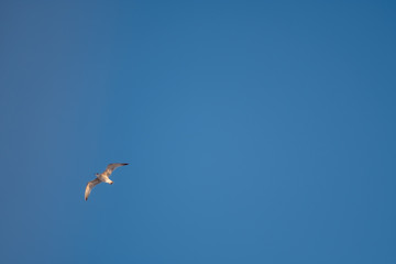 White seagulls on a background of blue sky. Birds on the coast. A clear, cloudless sky. Graceful flight and soaring above. The pleasure of the air and the joy of being. Day, cold, sunny.