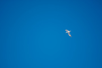 White seagulls on a background of blue sky. Birds on the coast. A clear, cloudless sky. Graceful flight and soaring above. The pleasure of the air and the joy of being. Day, cold, sunny.