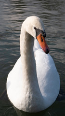 Obraz premium Swan floating on the water - close up.
