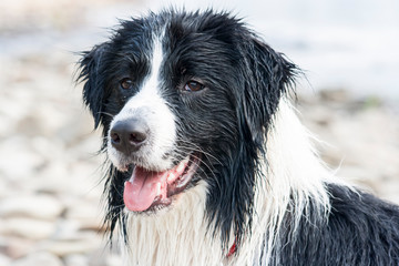 Wet border collie
