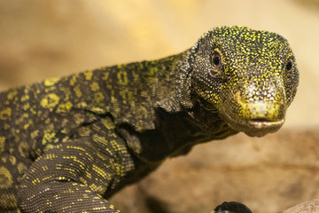 Dangerous dragon eyes