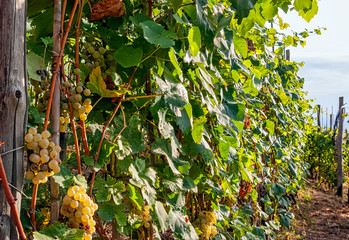 Grape valley in Volastra, Cinque Terre, Liguria, Italy