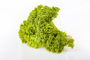 Bunch of fresh green lettuce  (Lactuca sativa L.) isolated on white background. Studio shot