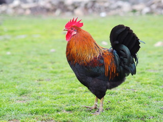 gallo de granja con plumón rojo en segovia españa