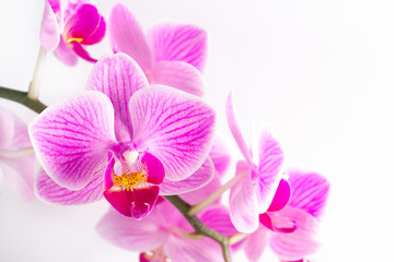 Bouquet of pink orchids on white background, floral pattern