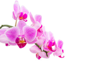 Tropical pink orchids isolated on white background, design element
