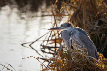 A common Grey Heron (Ardea cinerea) patiently rests under cover of reeds.