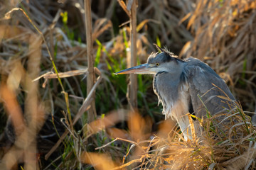 A common Grey Heron (Ardea cinerea) patiently rests under cover of reeds.