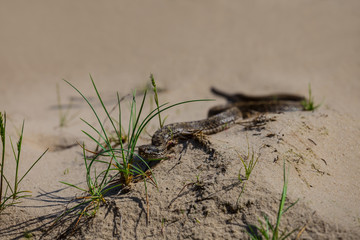 small closeup snake crawl by a sand, wildlife scene