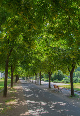 Peaceful tree lined pathway in Berlin park in the summer.