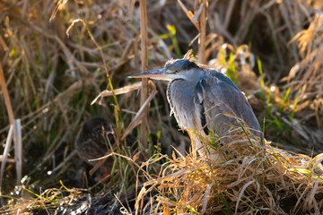 A common Grey Heron (Ardea cinerea) patiently rests under cover of reeds.