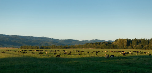 Fototapeta na wymiar Sheep graze in the valley. Away mountains