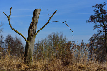 Landscape in the bog with dry tall grass and a dead tree along with other vegetation against a blue sky with clouds
