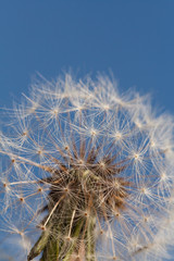 Dandelion seed head in bright daylight.