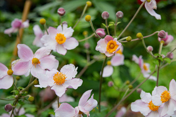 Little pink flowers in garden