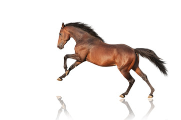handsome brown stallion galloping, jumping. Thoroughbred horse isolated on white background