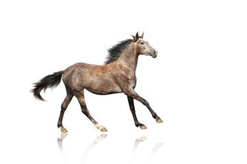 Obraz na płótnie Canvas A beautiful brown-gray horse galloping unusual suit. Isolated on a white background.