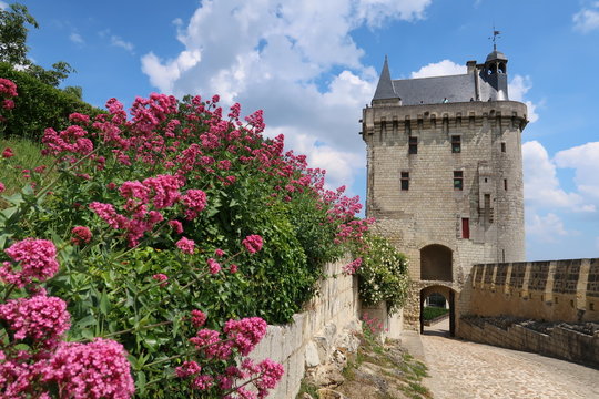 Châteaux de la Loire, forteresse royale de Chinon, vue sur la tour de l'Horloge avec des fleurs roses (France)