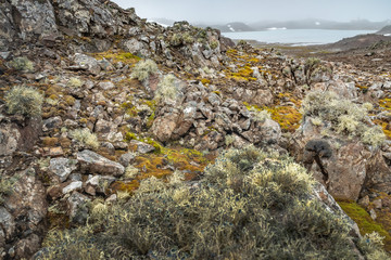 a lot of moss and lichen on the stones with view to lake on Antarctic island