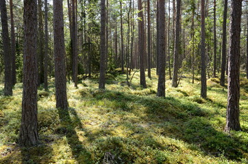Fototapeta na wymiar Pine forest in Lahemaa National Park in Estonia