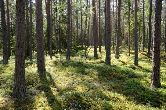 Pine forest in Lahemaa National Park in Estonia © Alois